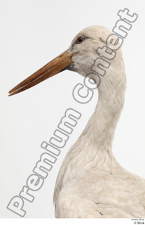 Black stork head neck 0007.jpg